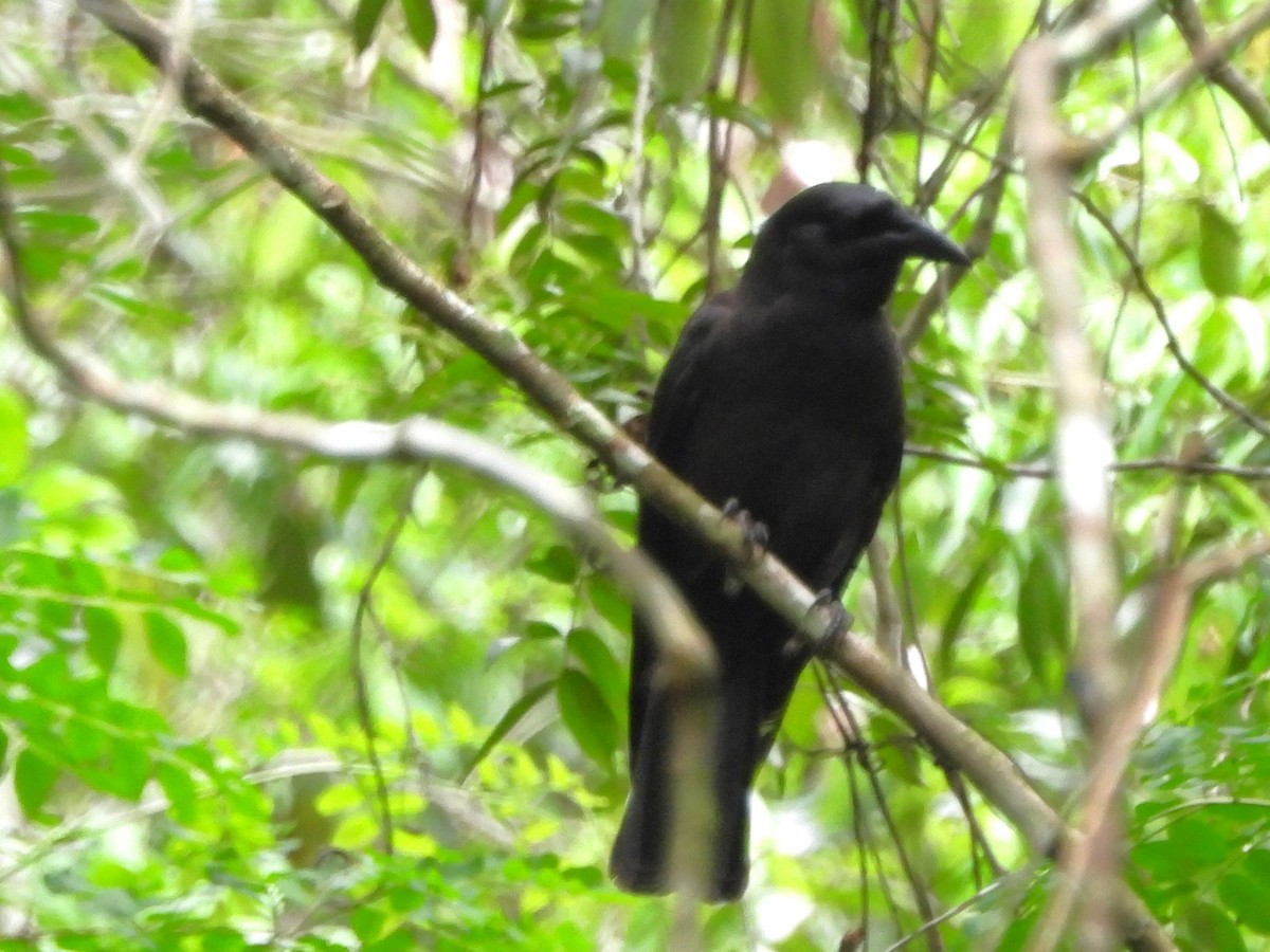 Jamaican Crow - ML620789339