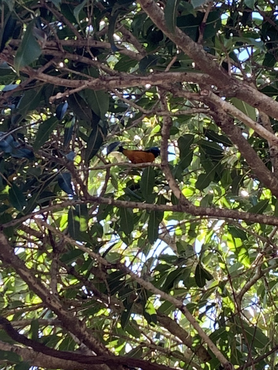 Golden-rumped Euphonia - ML620789340