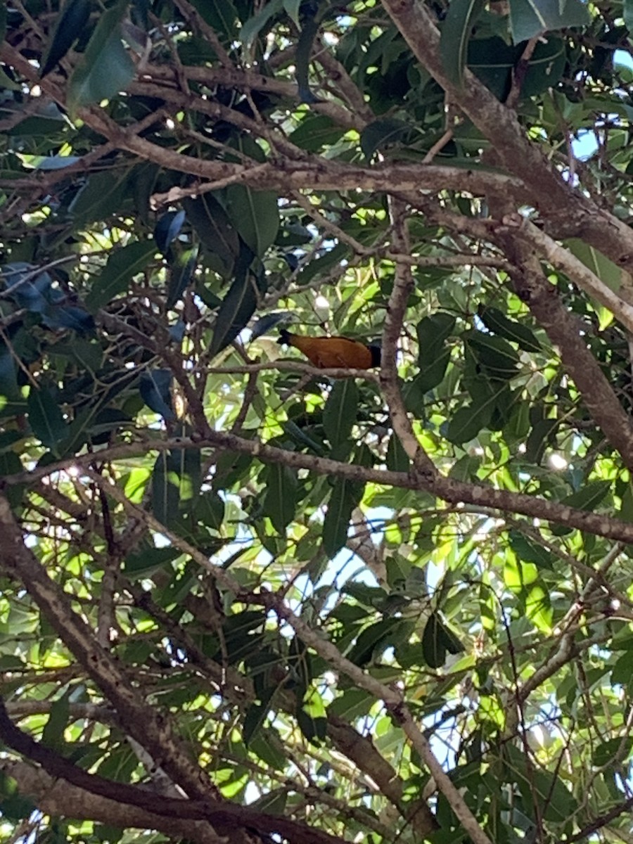 Golden-rumped Euphonia - ML620789341