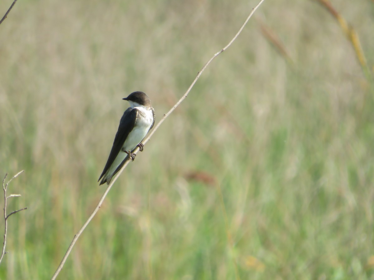 Tree Swallow - ML620789342