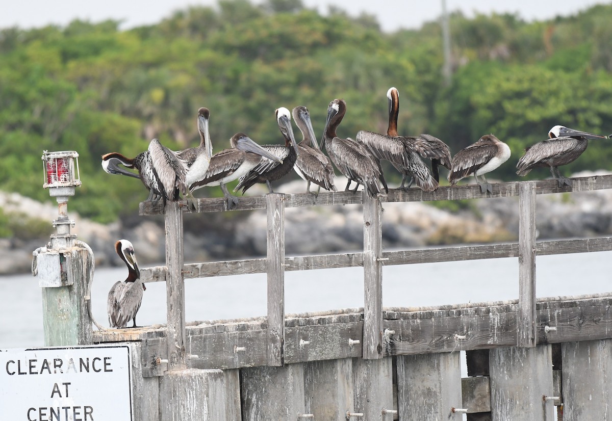 Brown Pelican - Wendy N