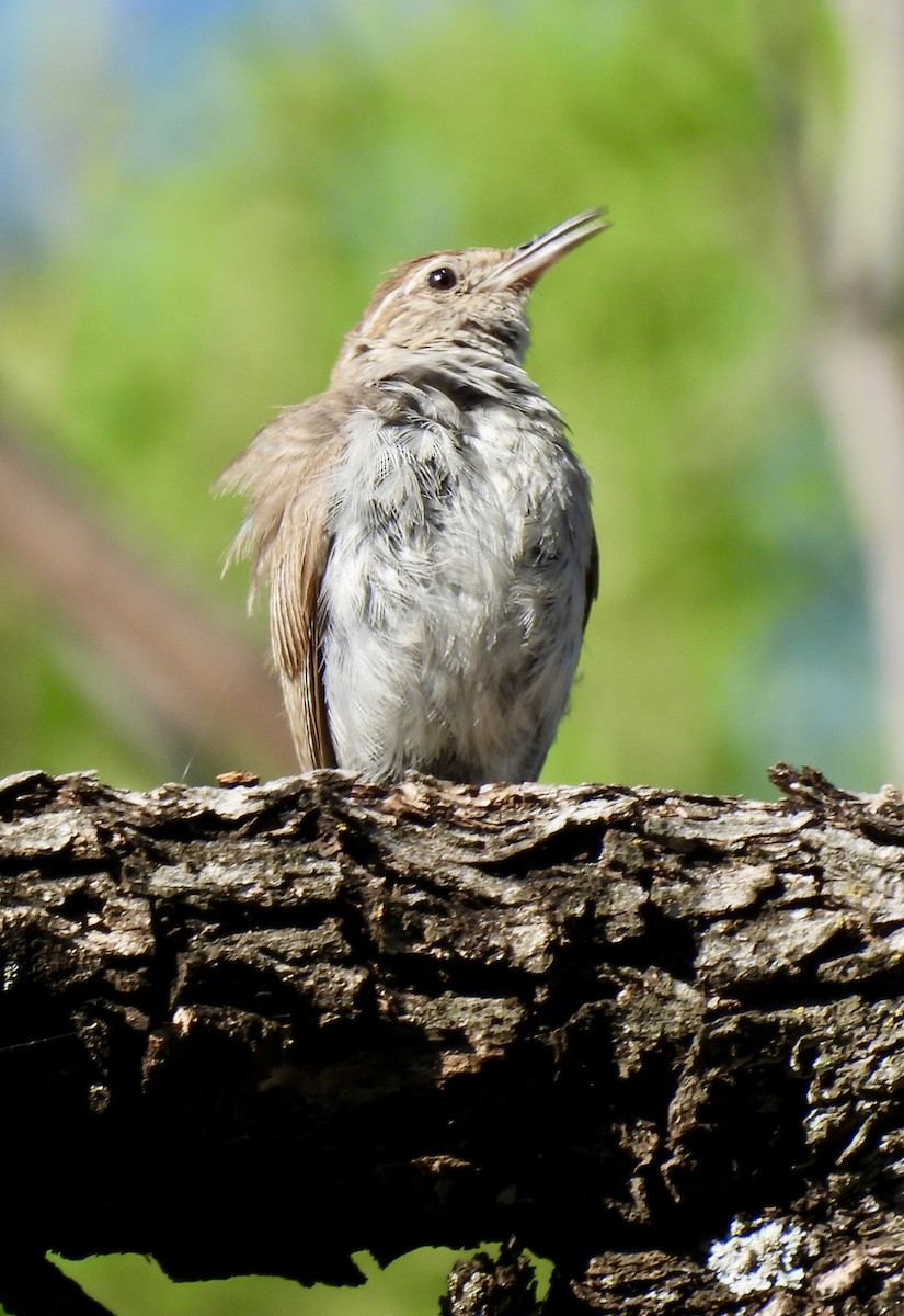 Bewick's Wren - ML620789345