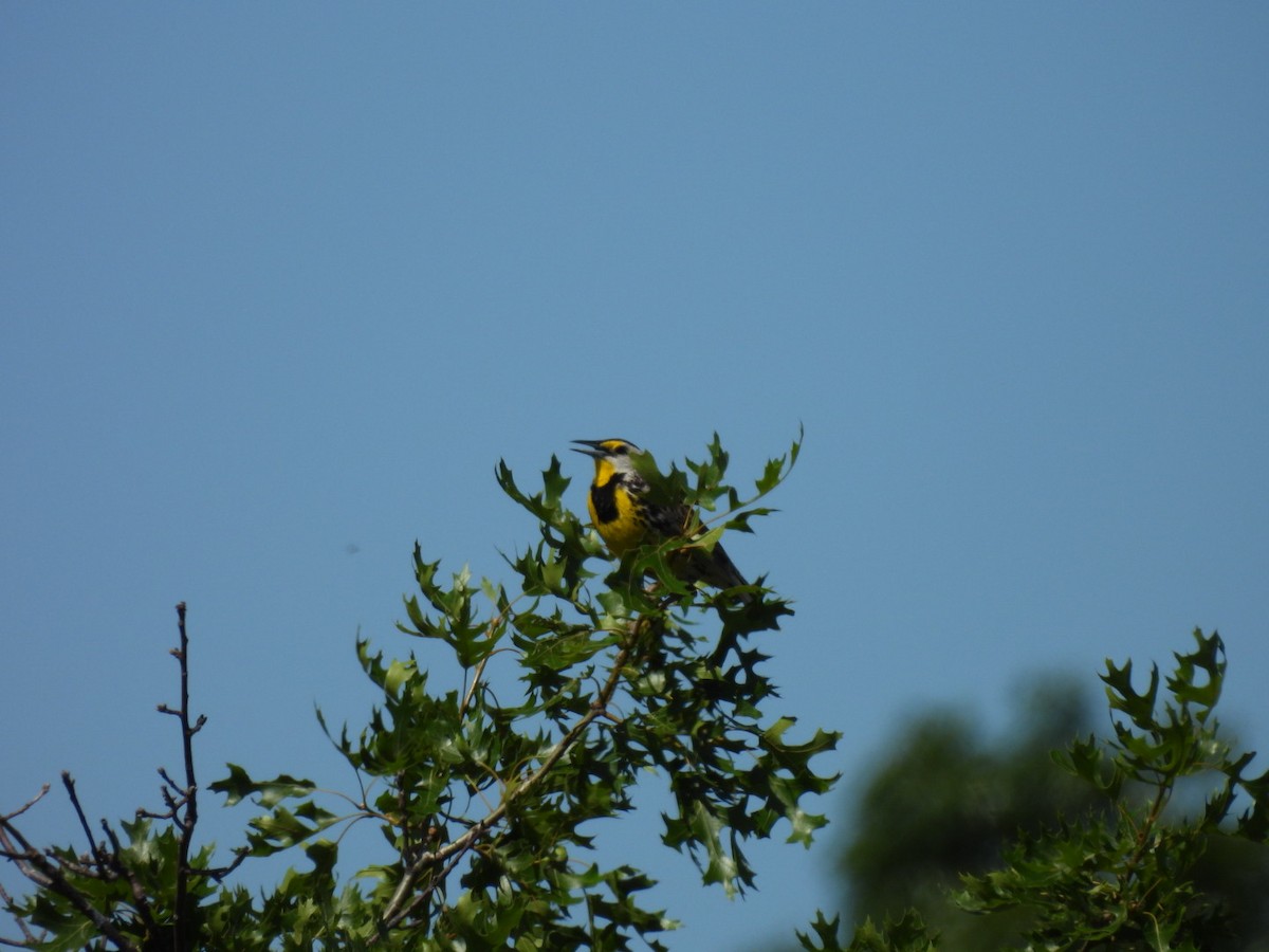 Eastern Meadowlark - ML620789347