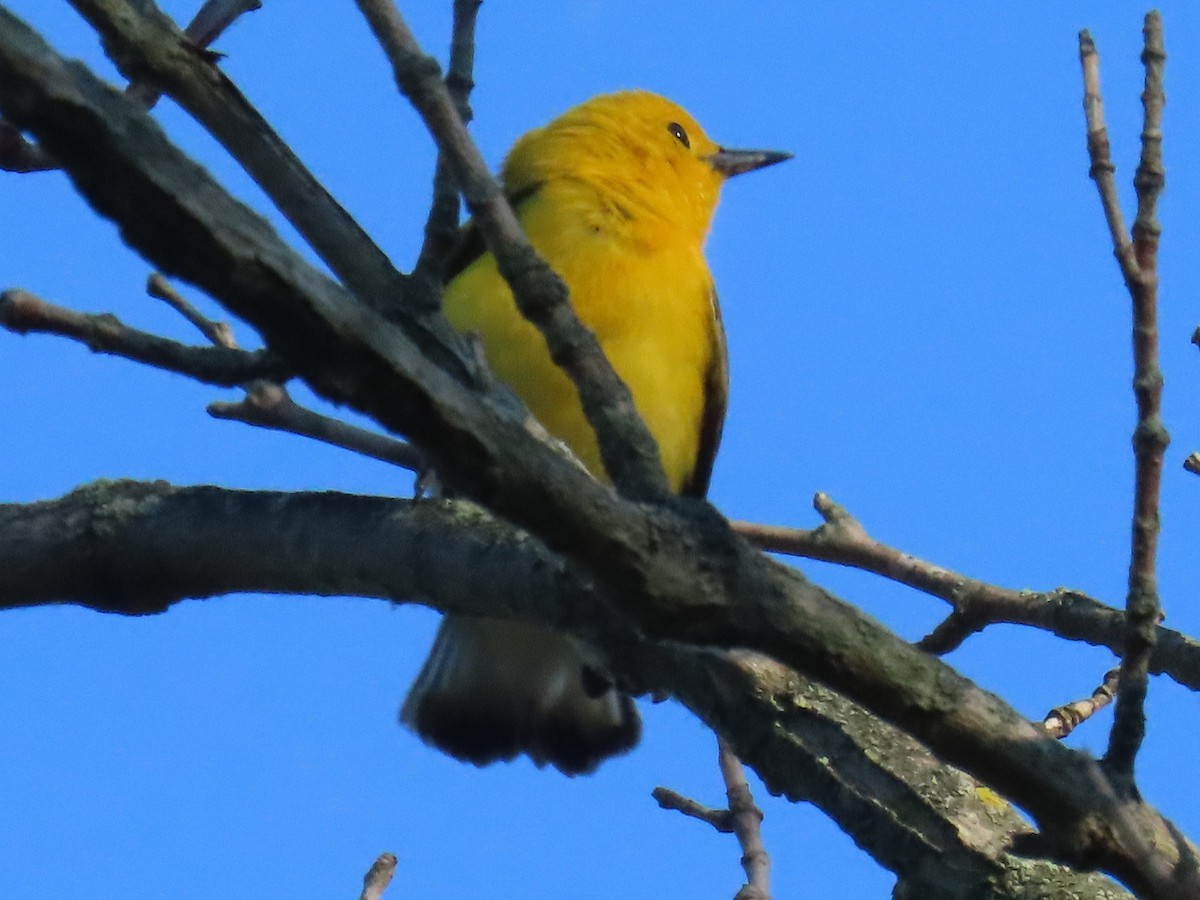 Prothonotary Warbler - ML620789348