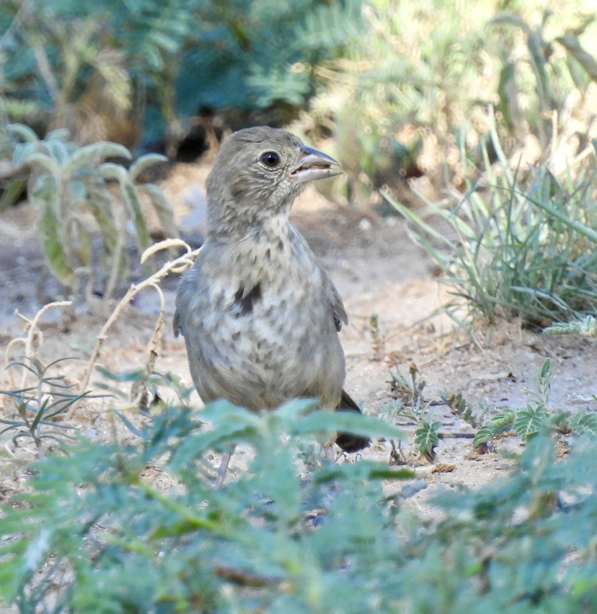 Canyon Towhee - ML620789350