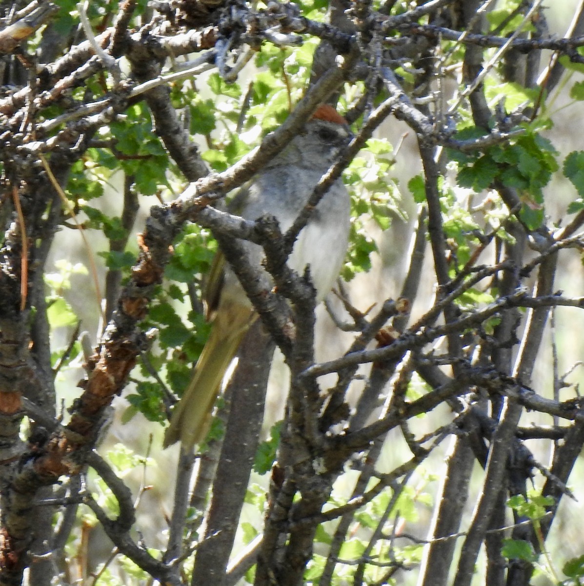 Green-tailed Towhee - ML620789351