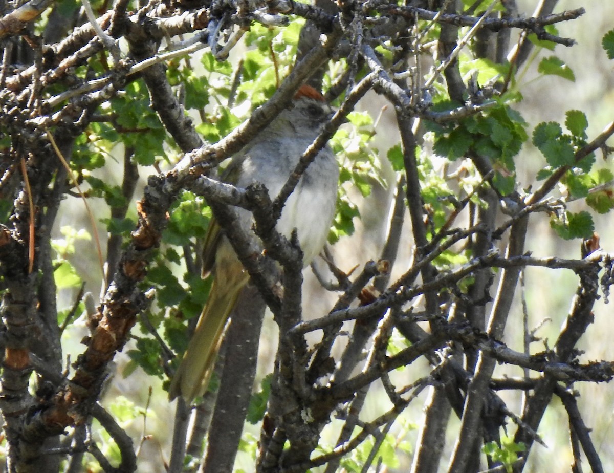 Green-tailed Towhee - ML620789353