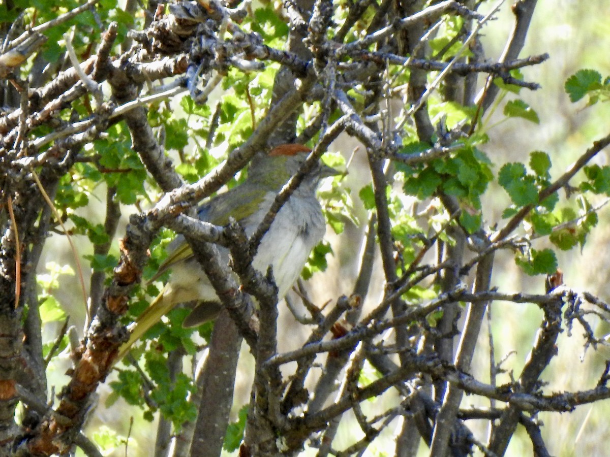 Green-tailed Towhee - ML620789355