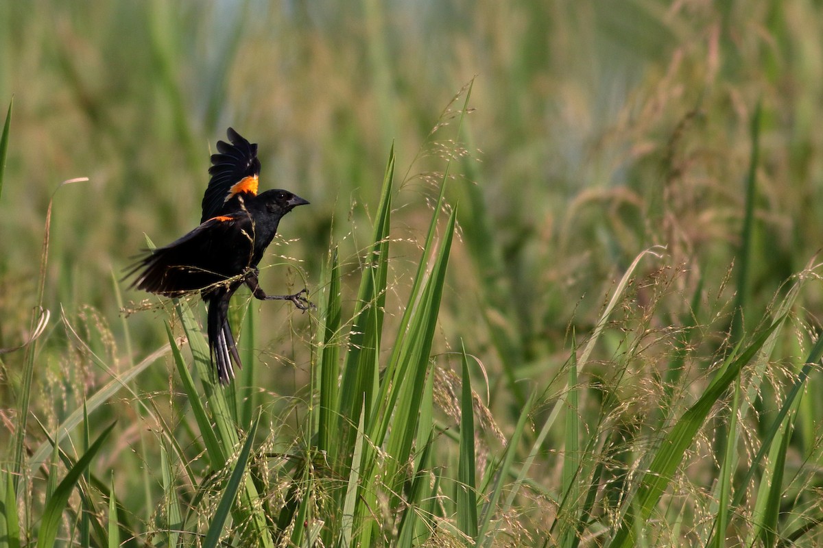 Red-winged Blackbird - ML620789358