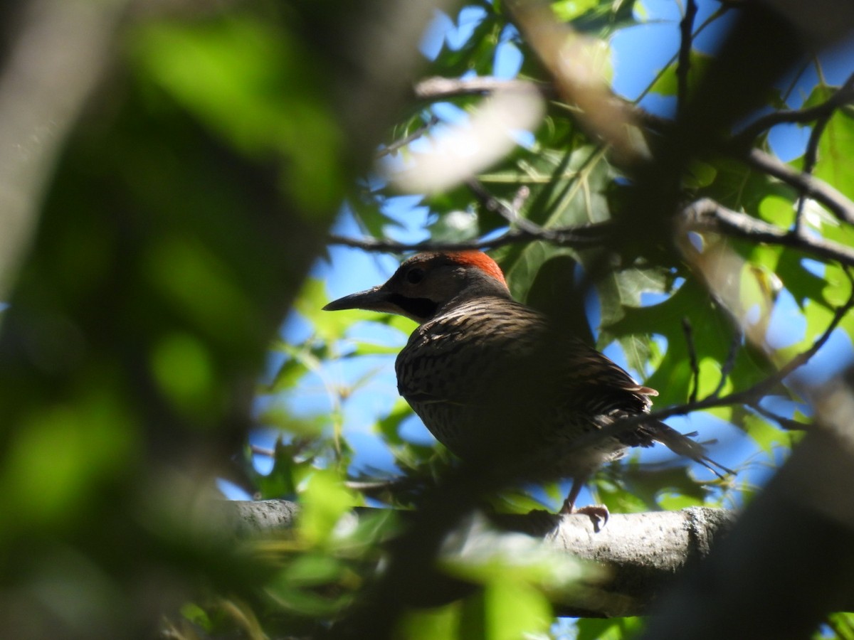 Northern Flicker - ML620789359