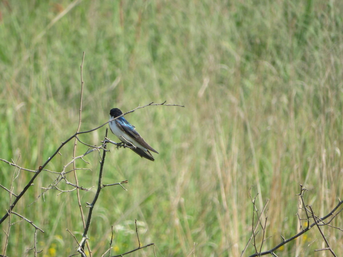 Tree Swallow - ML620789362