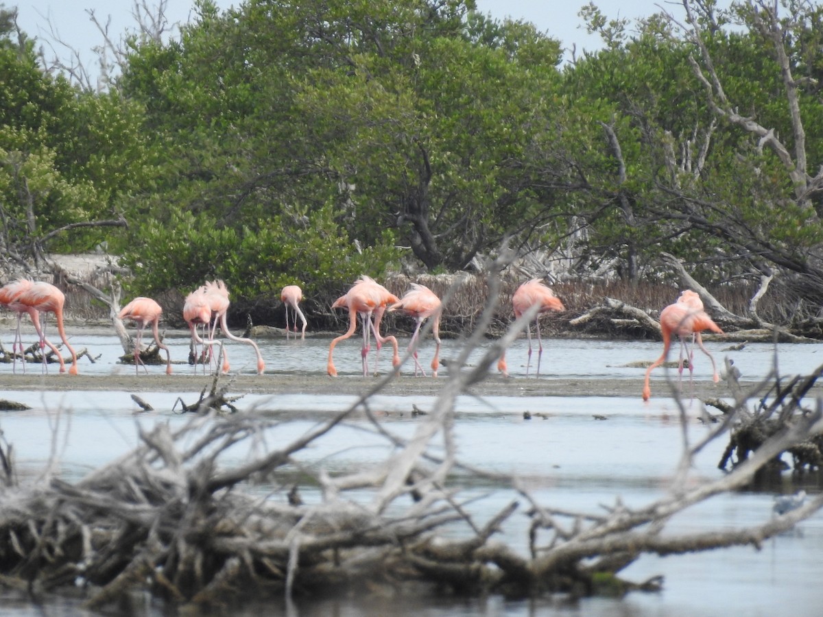 Flamant des Caraïbes - ML620789369