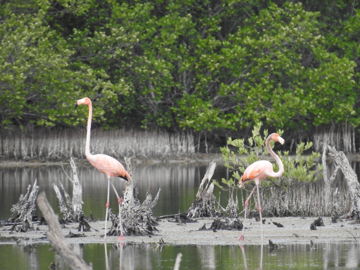 American Flamingo - ML620789370