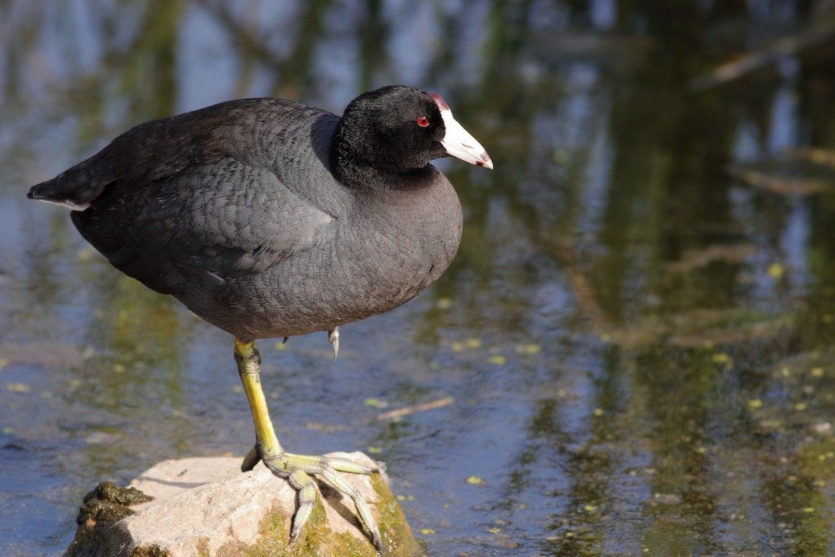 American Coot - ML620789375