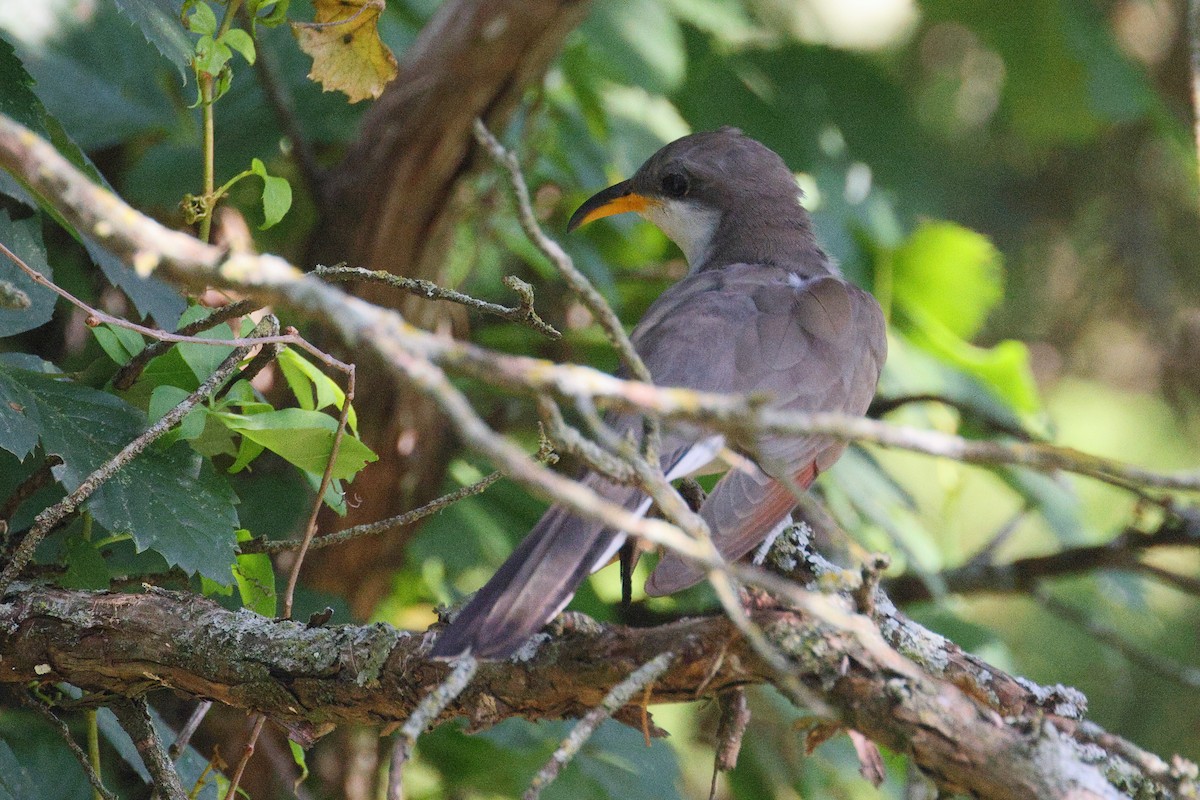 Yellow-billed Cuckoo - ML620789380