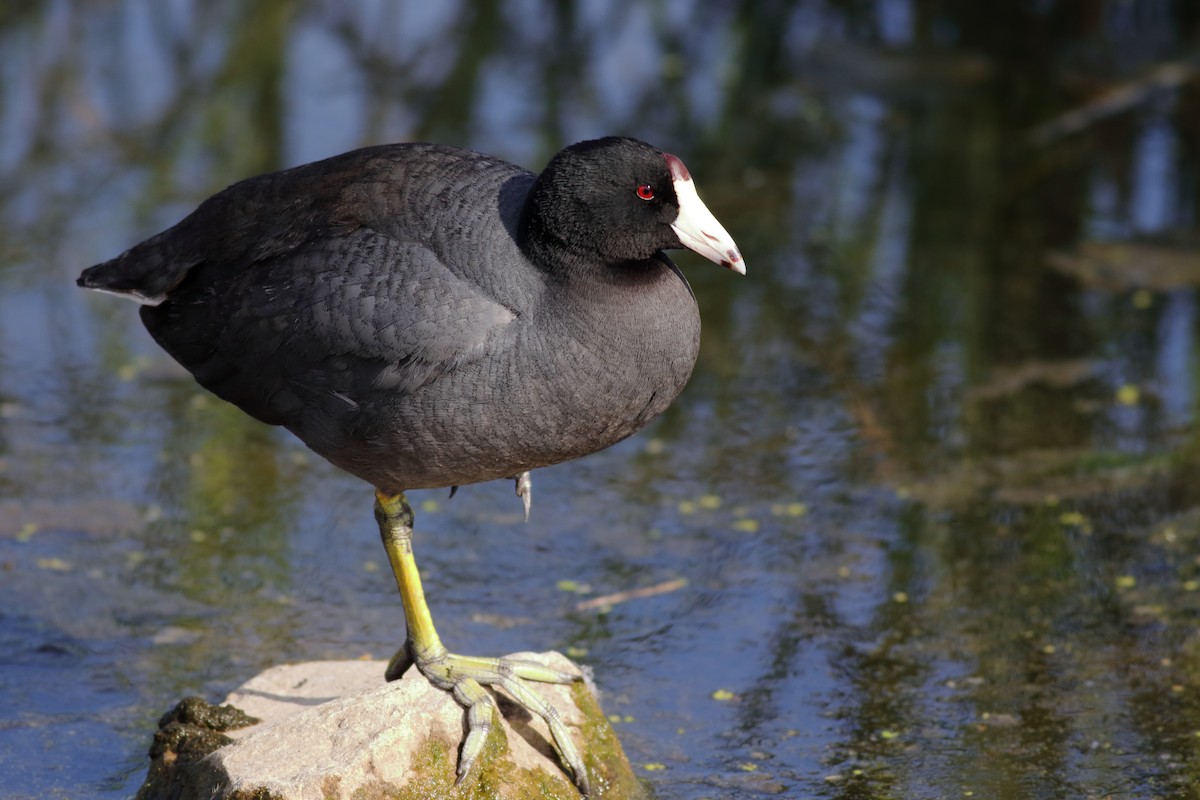 American Coot - Richard Stanton