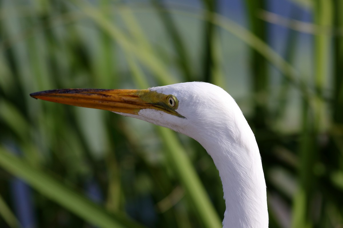 Great Egret - ML620789386