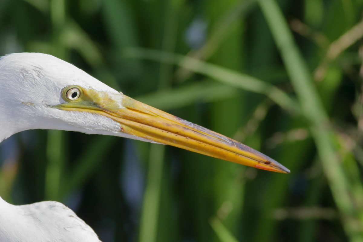 Great Egret - ML620789389