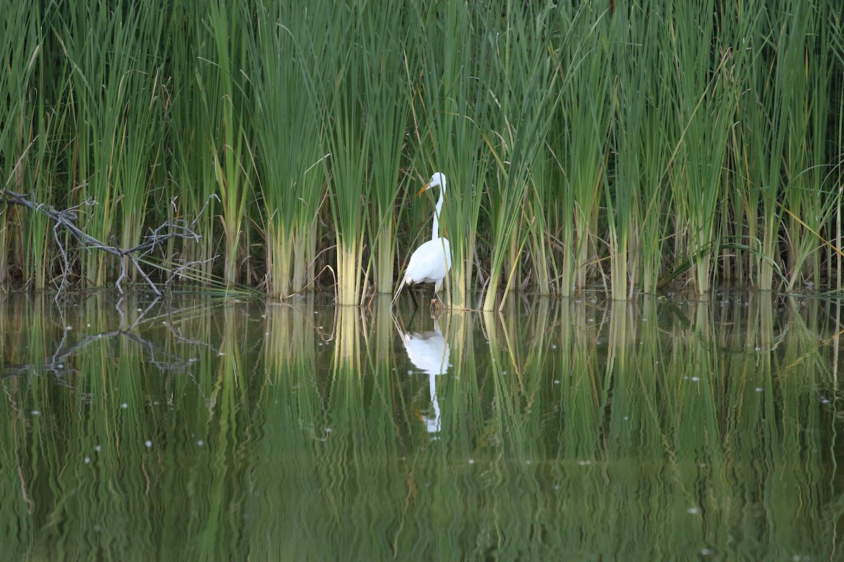 Great Egret - ML620789392