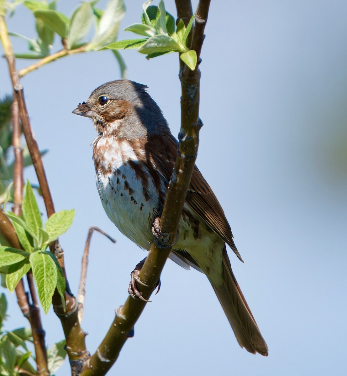 Fox Sparrow (Red) - ML620789393