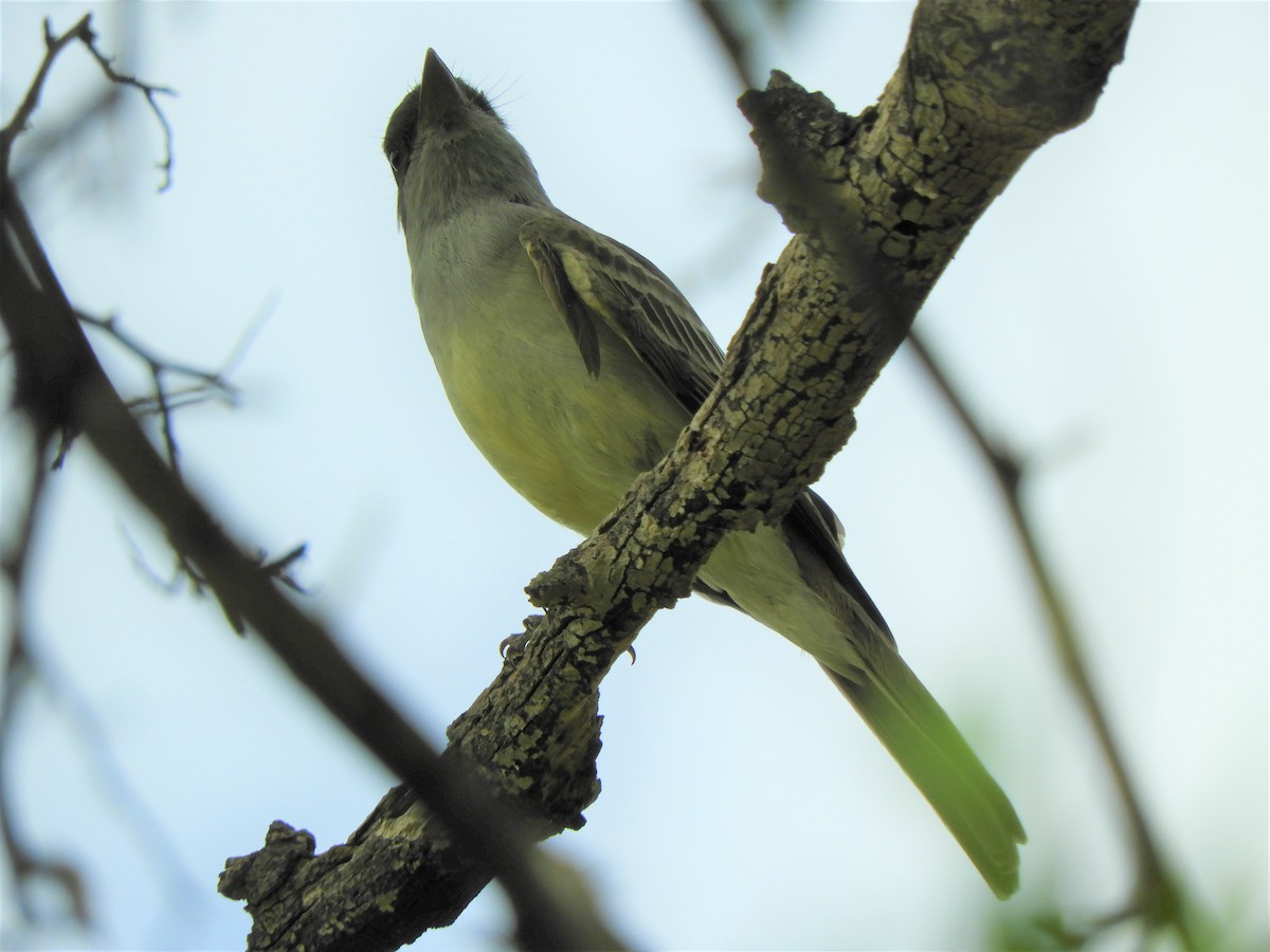 Swainson's Flycatcher - ML620789403