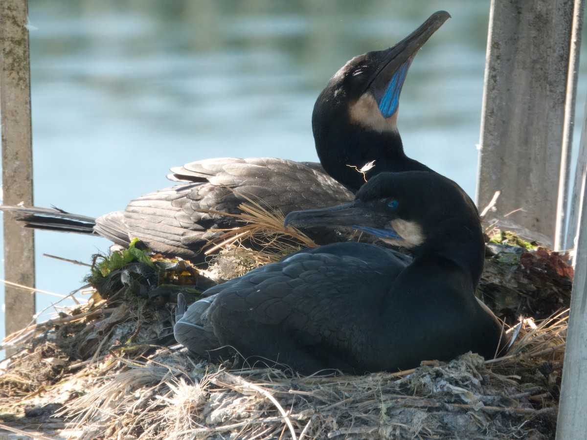 Brandt's Cormorant - ML620789406