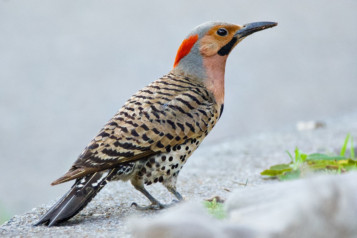 Northern Flicker - ML620789409