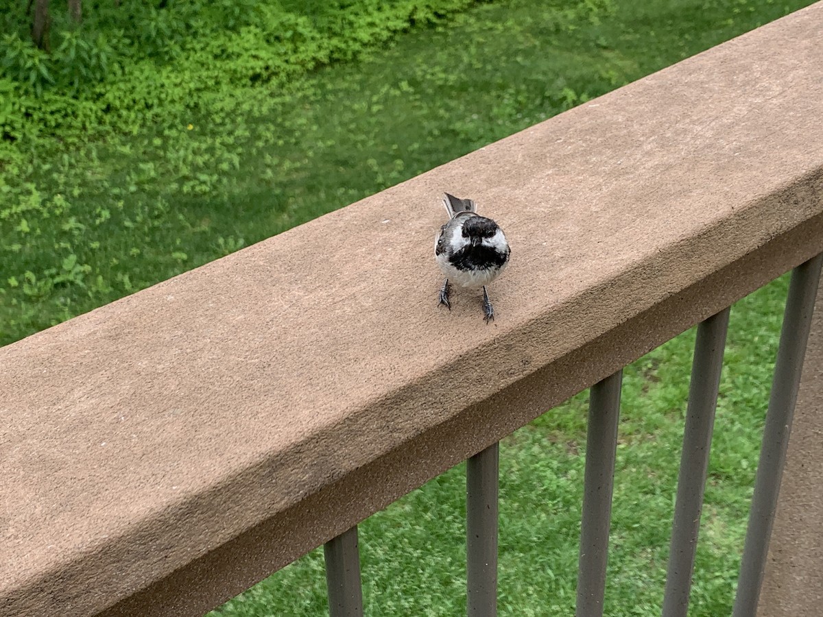 Black-capped Chickadee - ML620789428