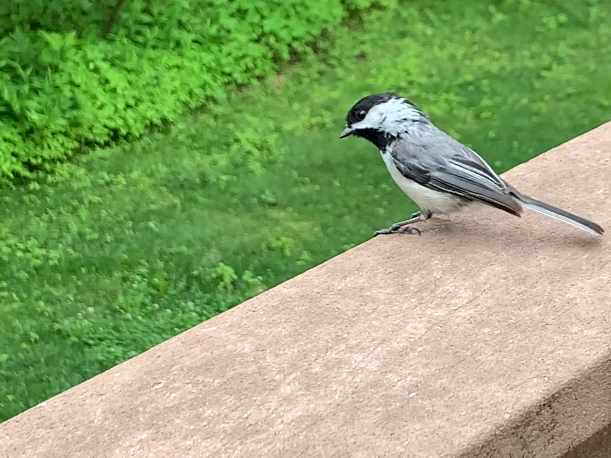 Black-capped Chickadee - ML620789429