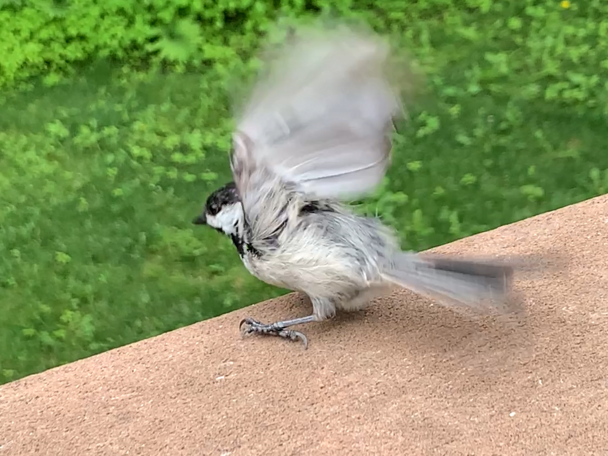 Black-capped Chickadee - ML620789430