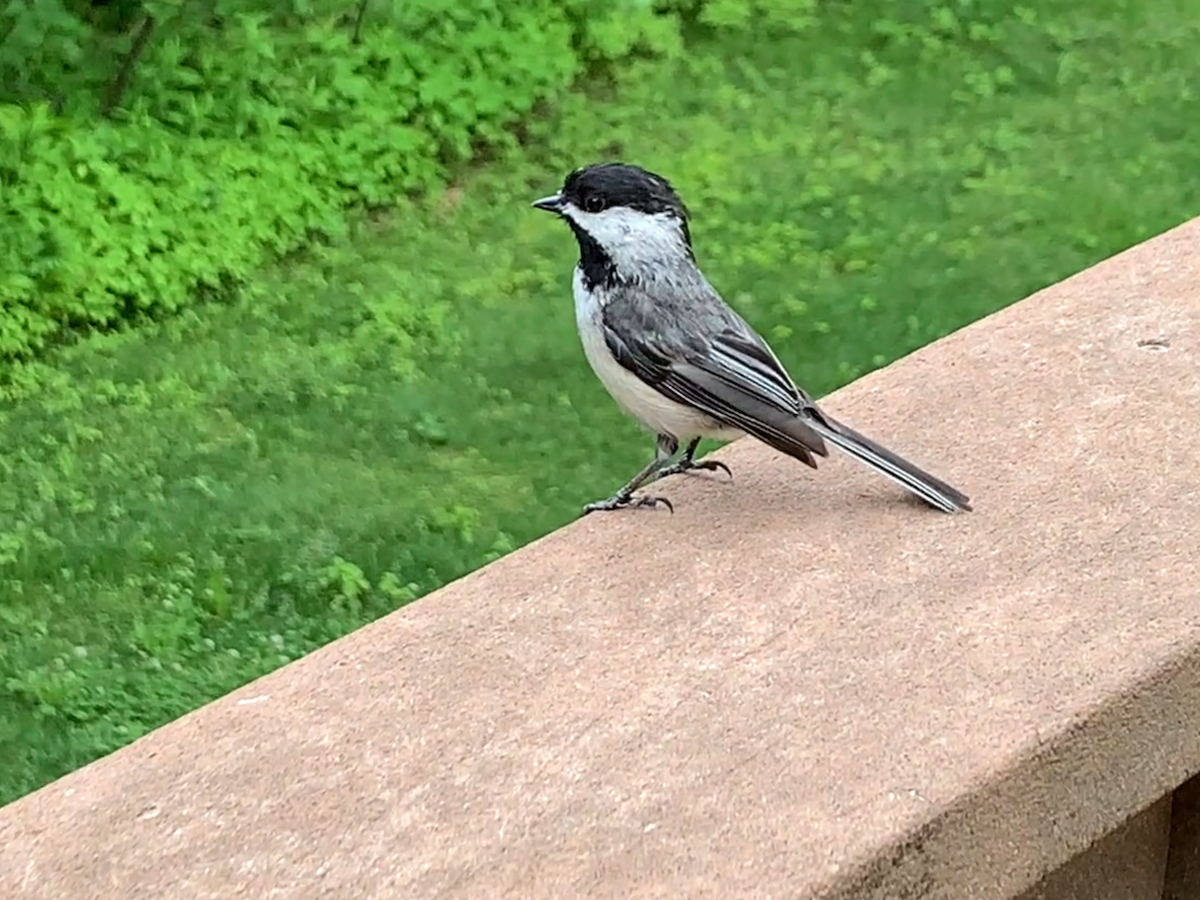 Black-capped Chickadee - ML620789431