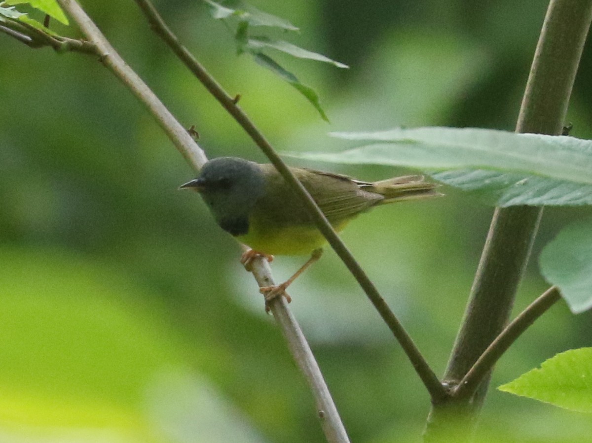 Mourning Warbler - ML620789435