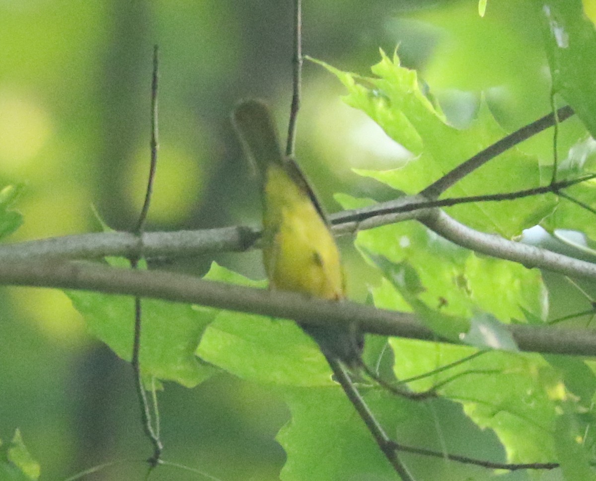 Mourning Warbler - ML620789436