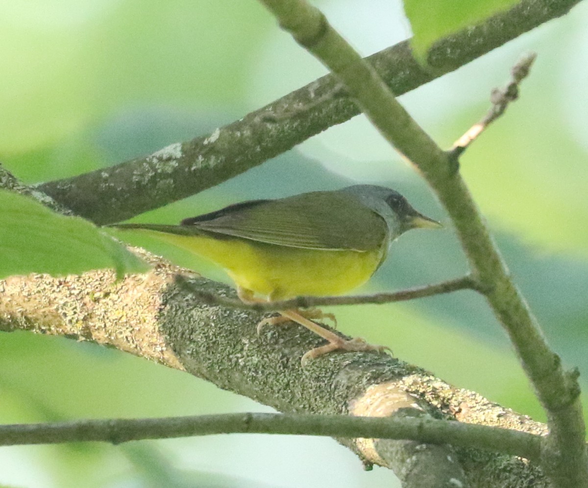 Mourning Warbler - ML620789438