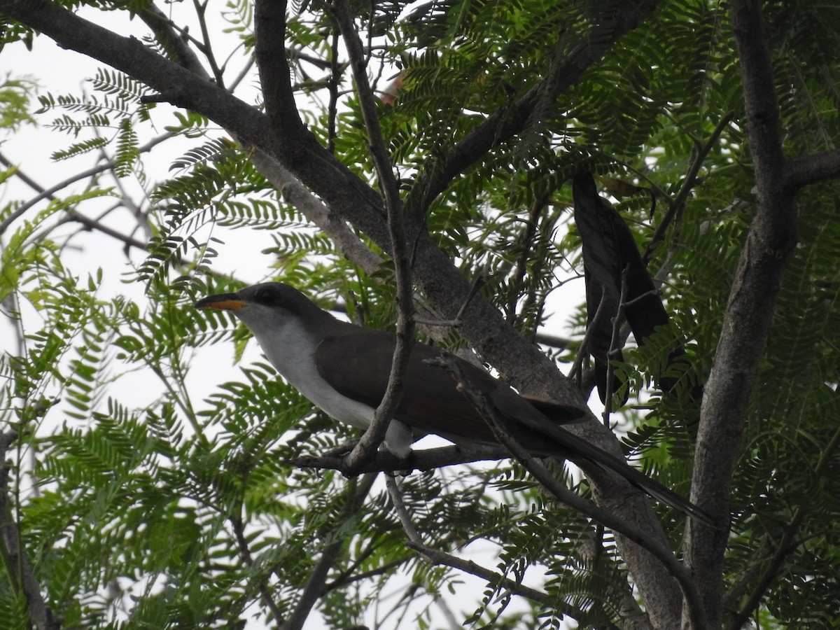 Yellow-billed Cuckoo - ML620789440