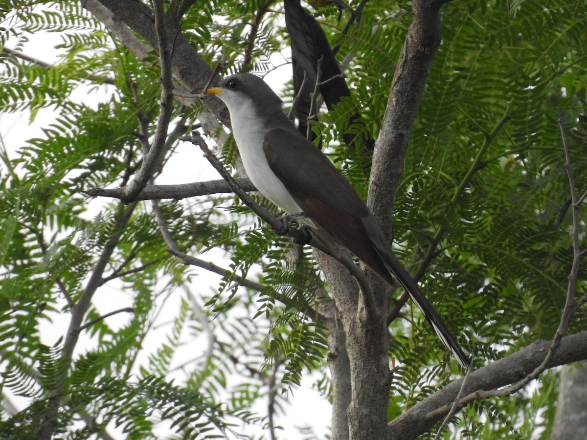 Yellow-billed Cuckoo - ML620789441