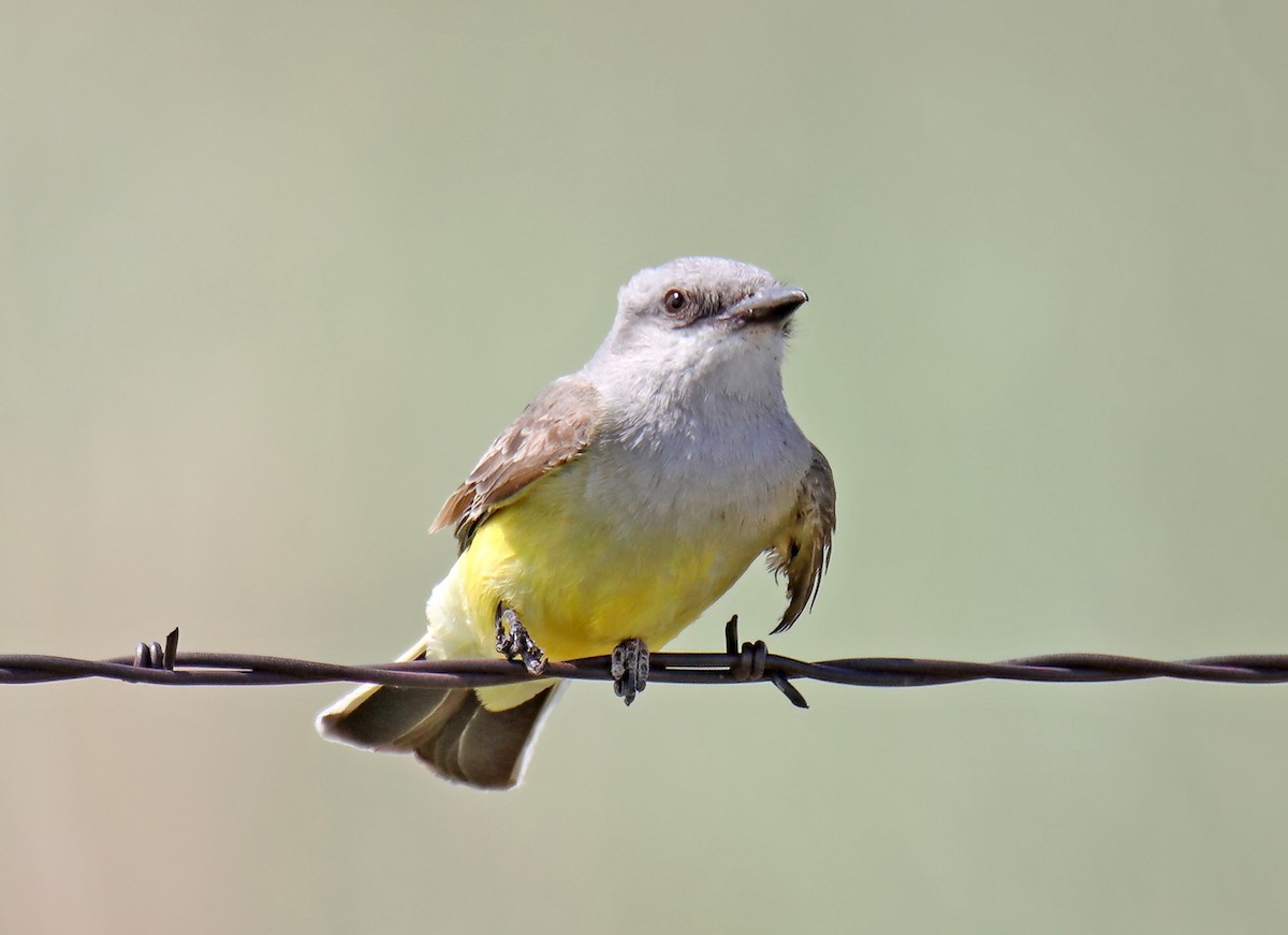 Western Kingbird - ML620789442