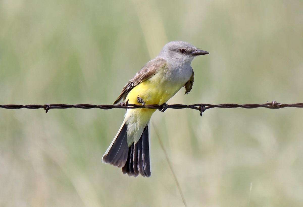 Western Kingbird - ML620789443