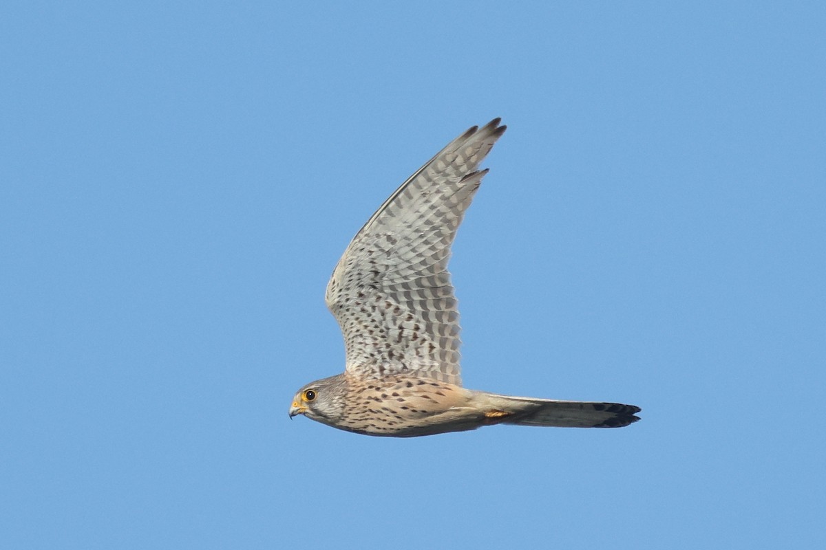 Eurasian Kestrel - Łukasz Krajewski