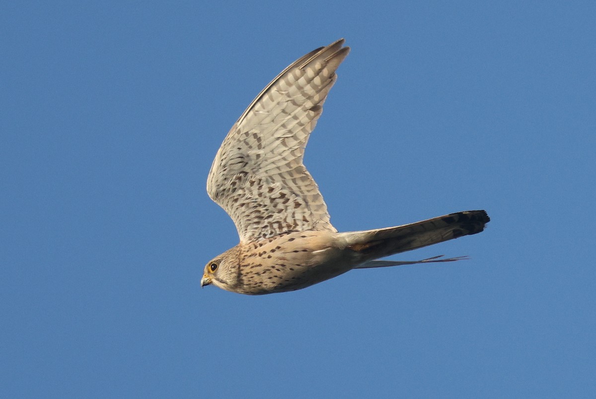 Eurasian Kestrel - ML620789447