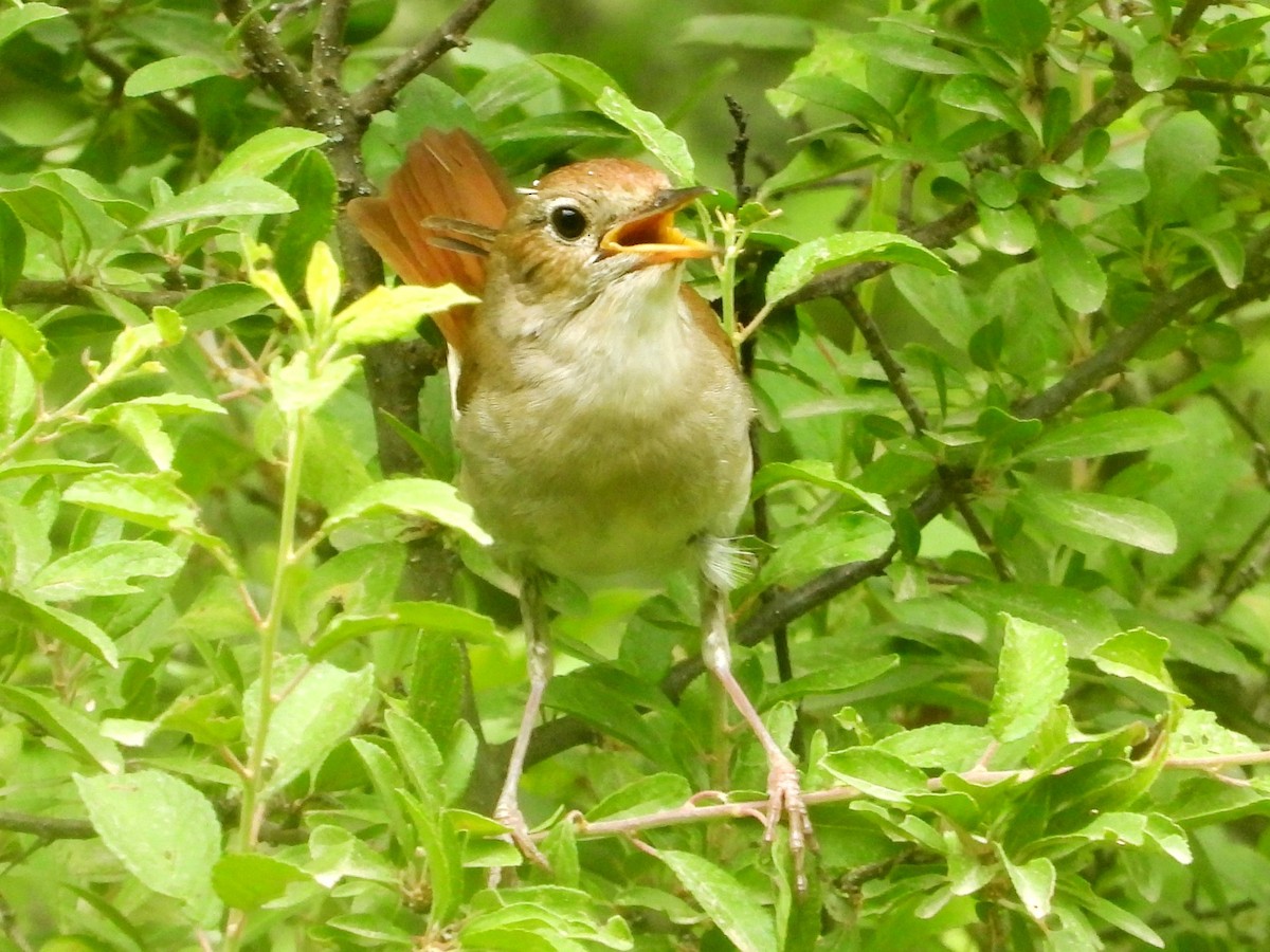 Common Nightingale - Mary Leigh