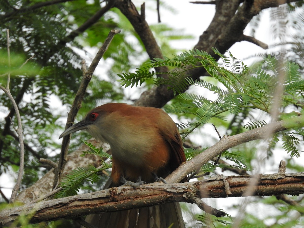 Great Lizard-Cuckoo - ML620789451