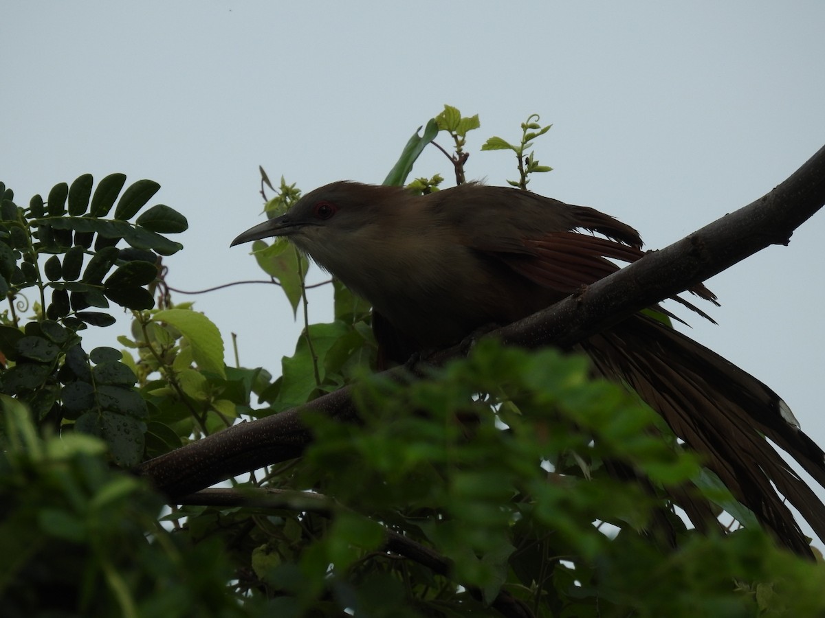 Great Lizard-Cuckoo - ML620789452