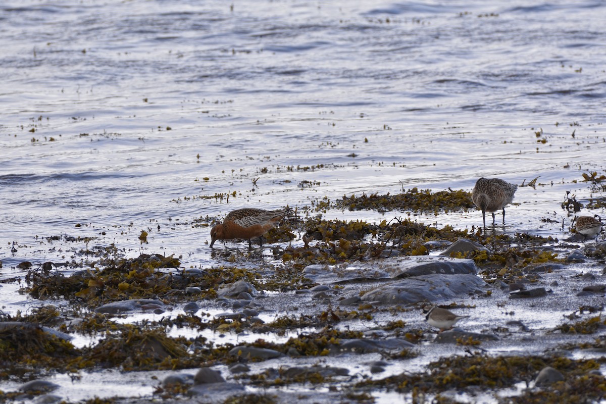 Bar-tailed Godwit - ML620789453