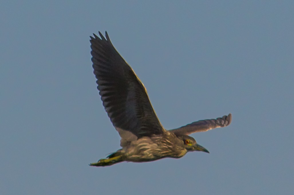 Black-crowned Night Heron - ML620789459