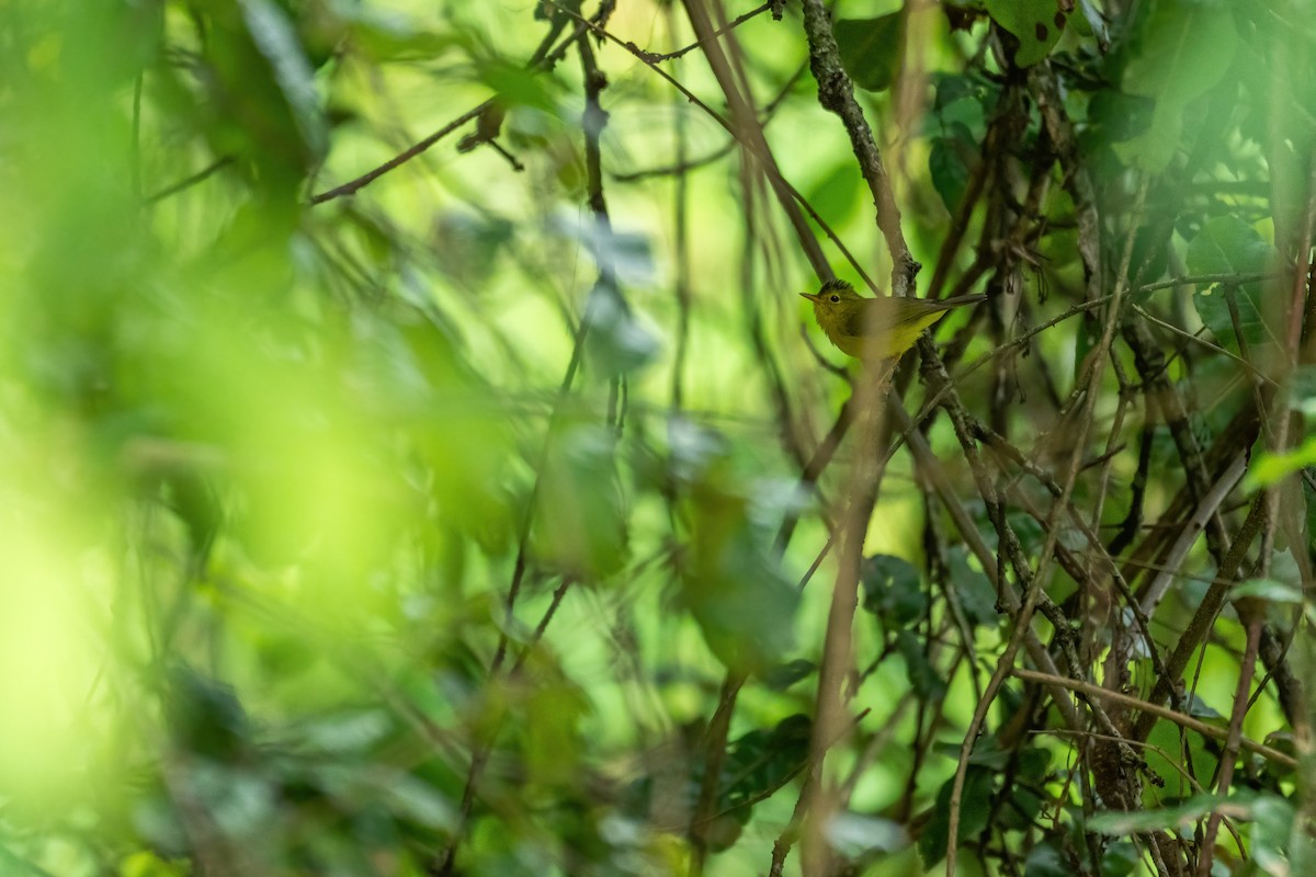 Green-crowned Warbler - ML620789462