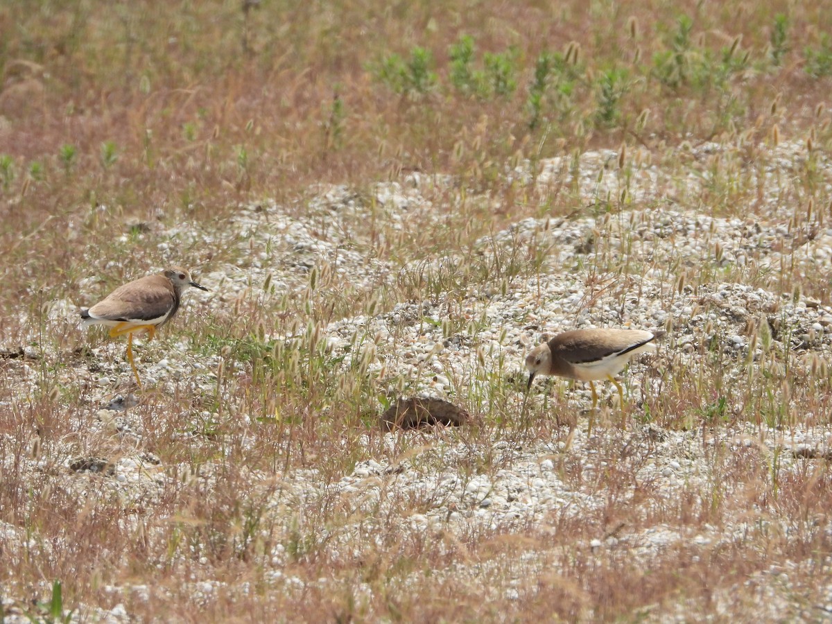 White-tailed Lapwing - ML620789463