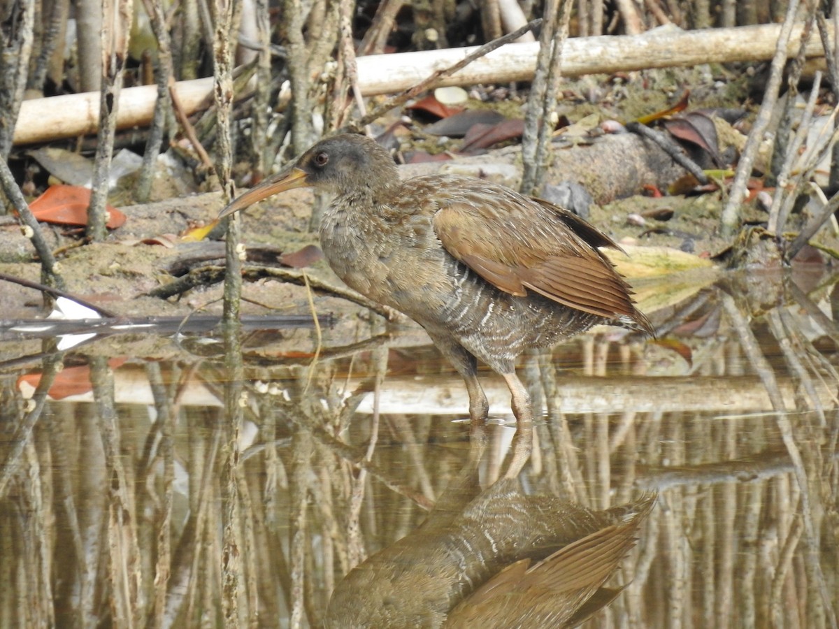 Clapper Rail - ML620789465