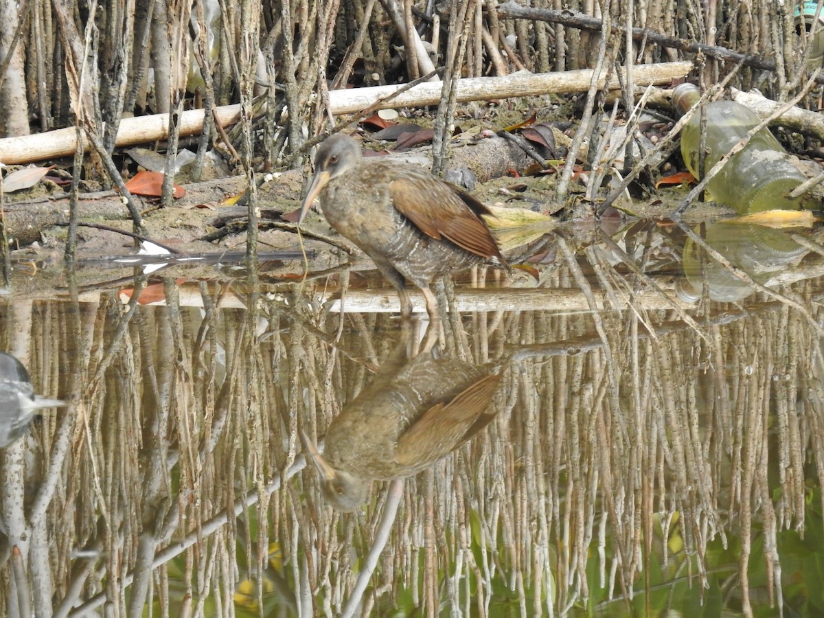 Clapper Rail - ML620789467