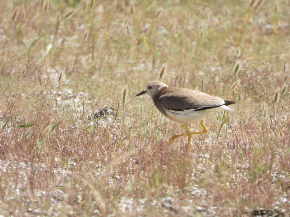 White-tailed Lapwing - ML620789470